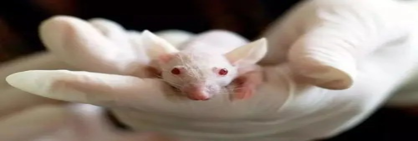 亞慢性毒性試驗